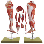 Muscular Leg With Pelvic Attachment Model